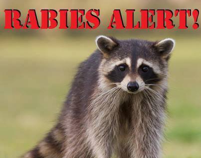 Rabies Advisory - Rabid Raccoon in Deptford Twp. - The ...